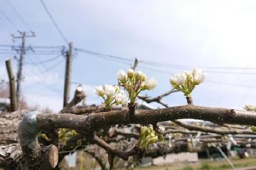 摘蕾・摘花（てきらい・てきばな）