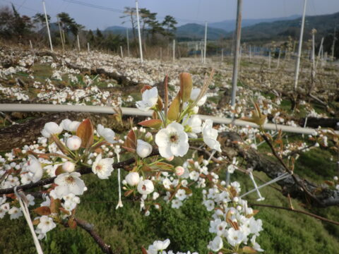 梨の花