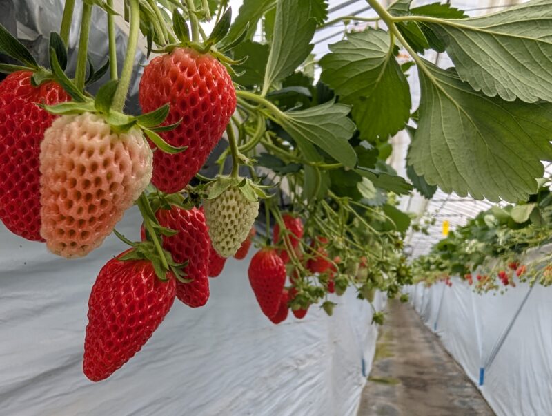 いちご狩り
